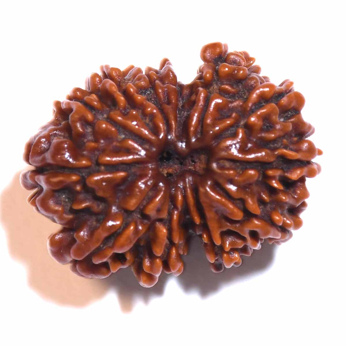 Natural Gauri Shankar Rudraksha