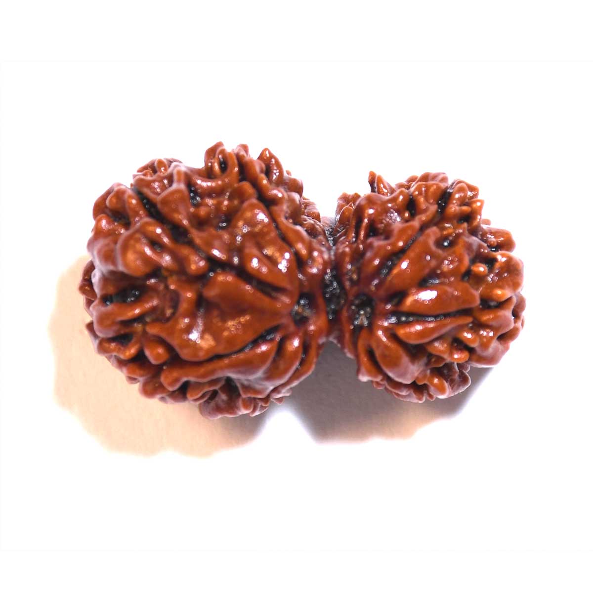 Natural Gauri Shankar Rudraksha