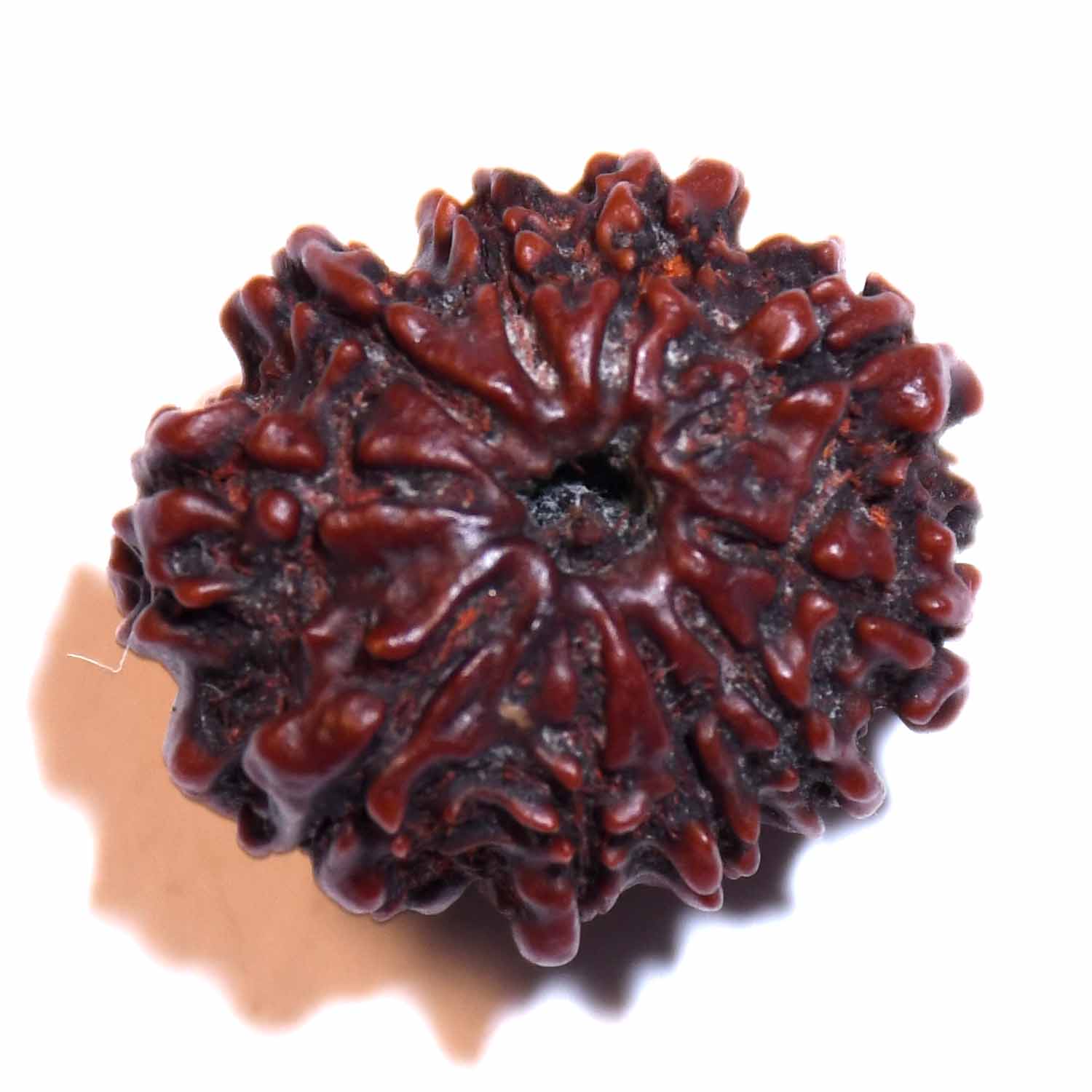 Natural 10 Mukhi/Faced Rudraksha