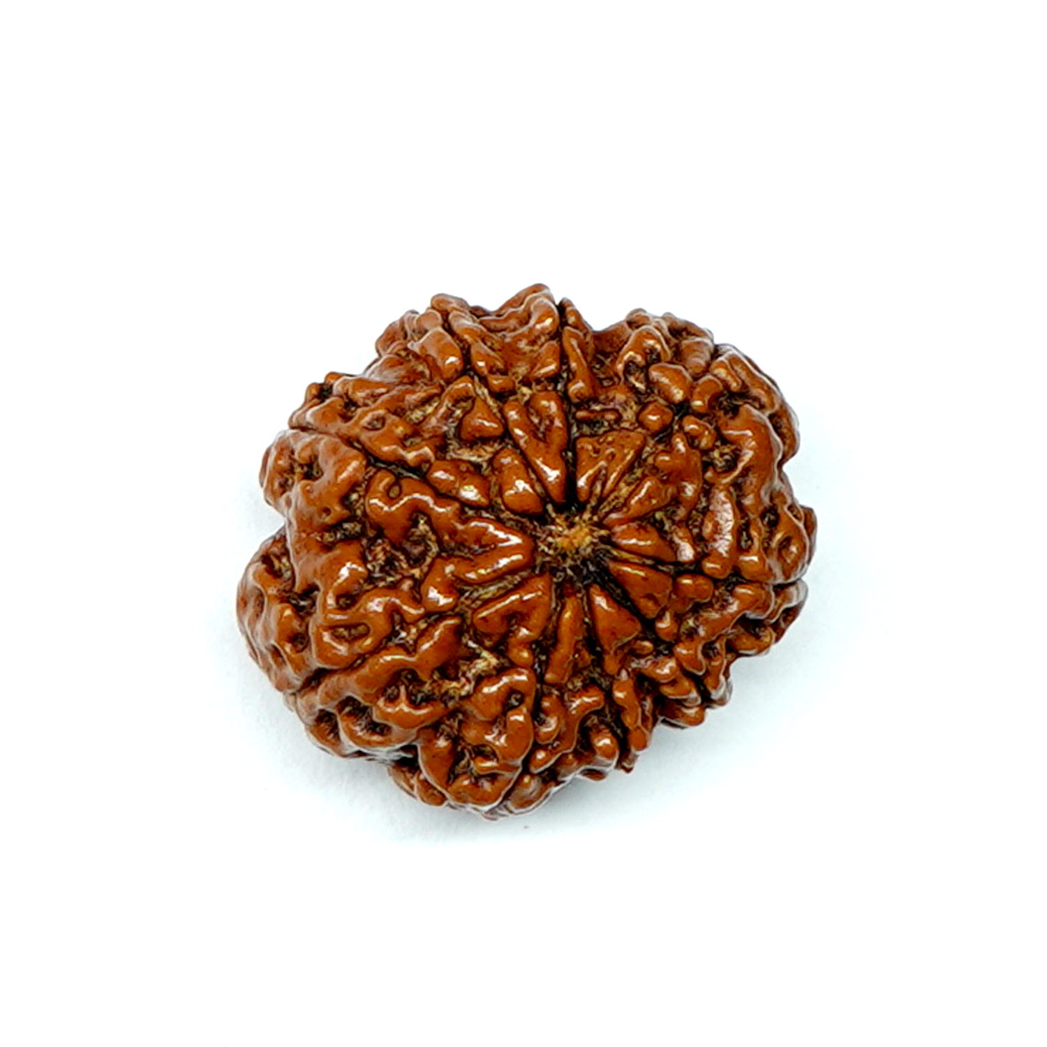 Natural 9 Mukhi/Faced Rudraksha