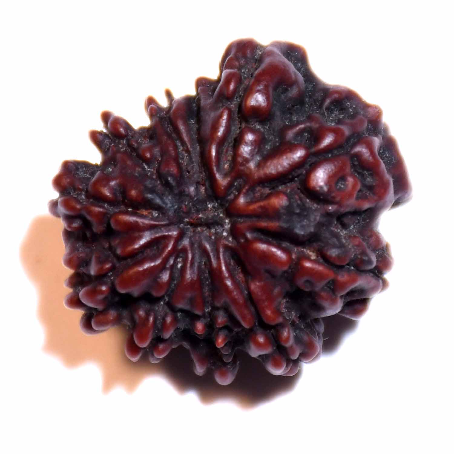 Natural 11 Mukhi/Faced Rudraksha