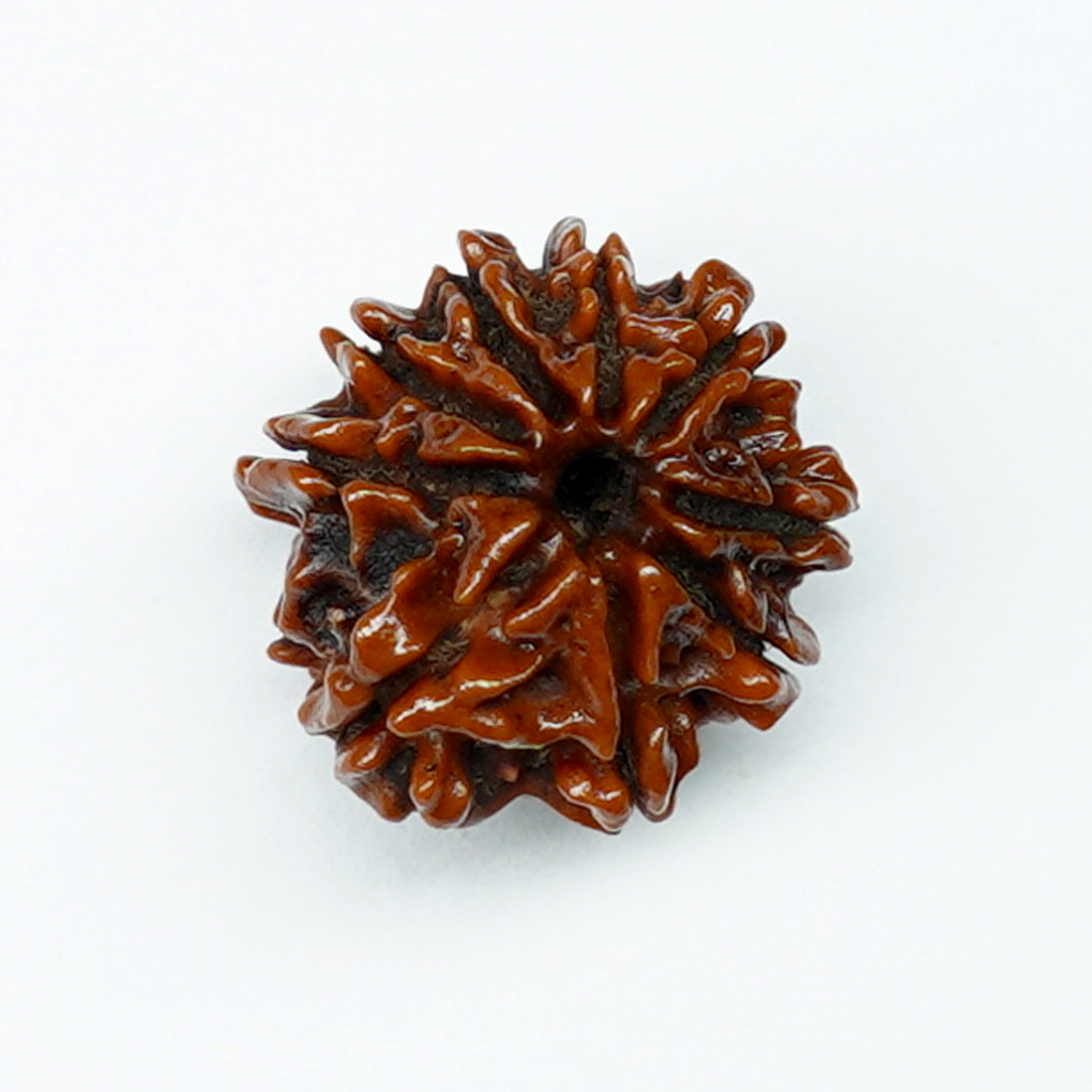 Natural 9 Mukhi/Faced Rudraksha