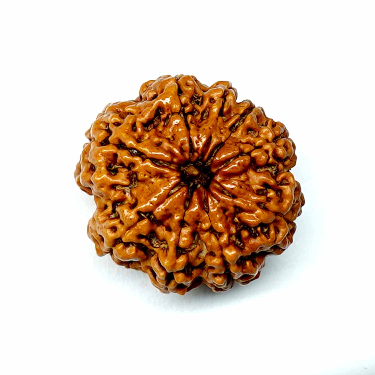Natural 9 Mukhi/Faced Rudraksha