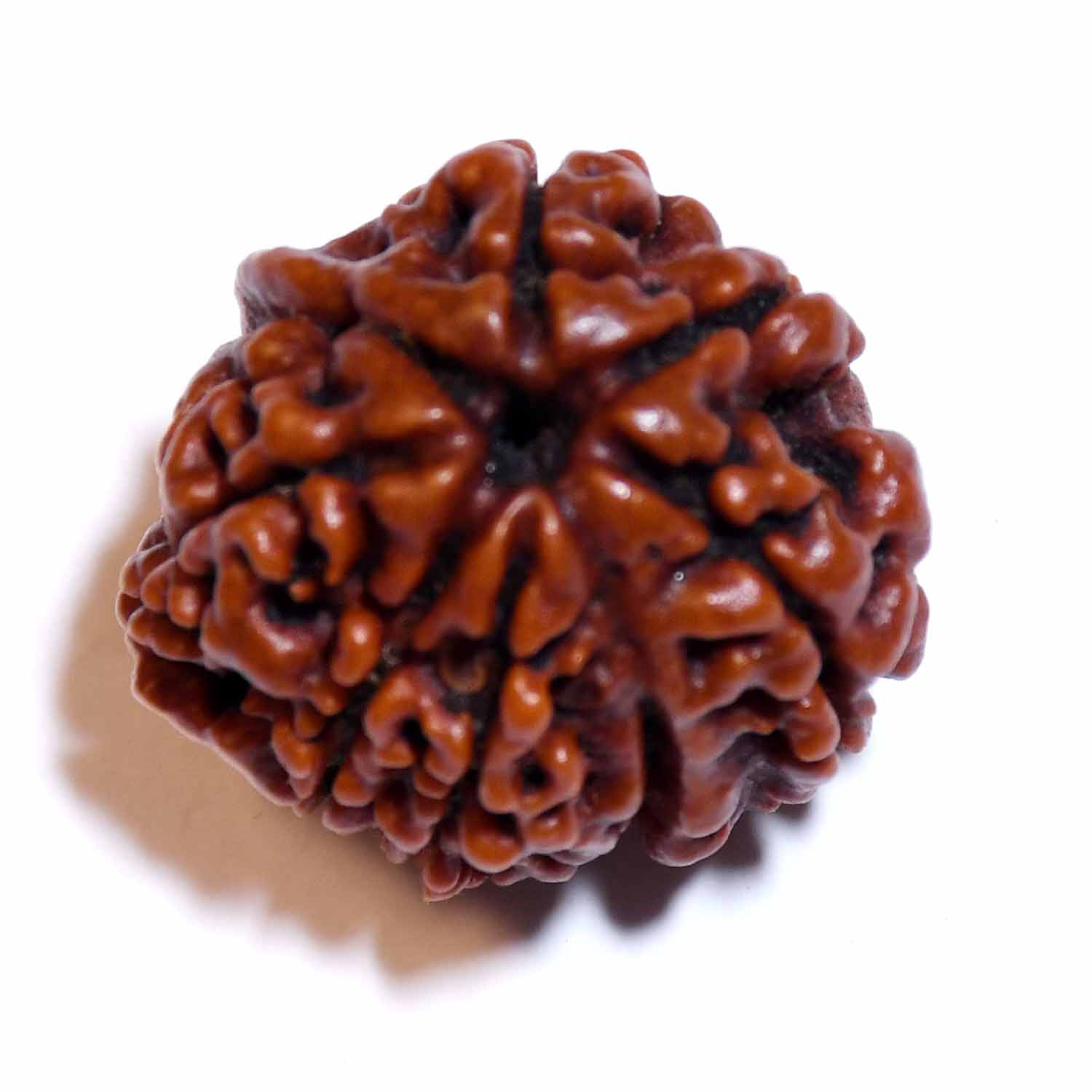 Natural 8 Mukhi/Faced Rudraksha