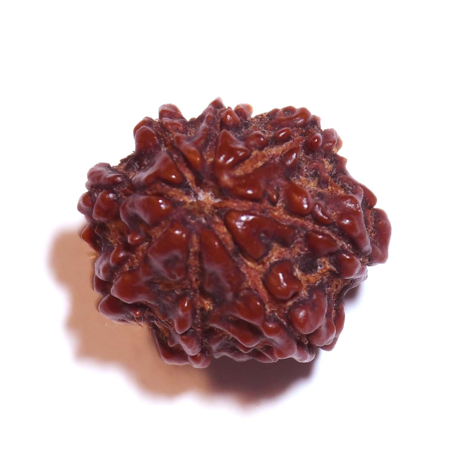 Natural 8 Mukhi/Faced Rudraksha