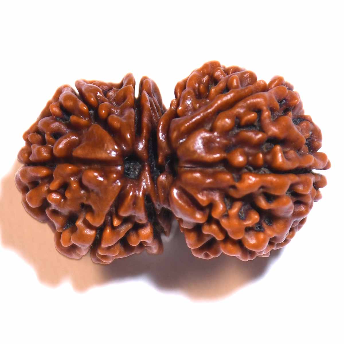 Natural Gauri Shankar Ganesh Rudraksha