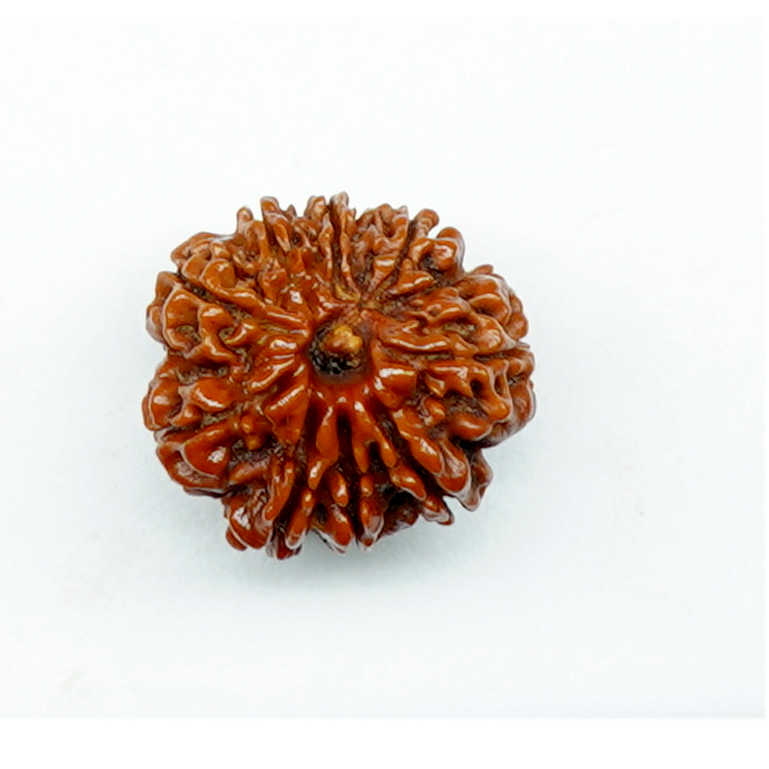 Natural 9 Mukhi/Faced Rudraksha