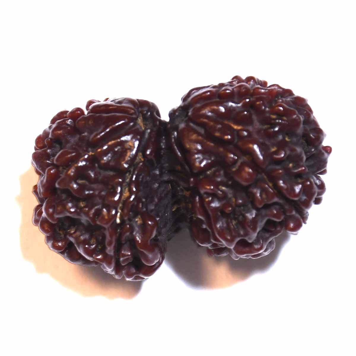 Natural Gauri Shankar Ganesh Rudraksha