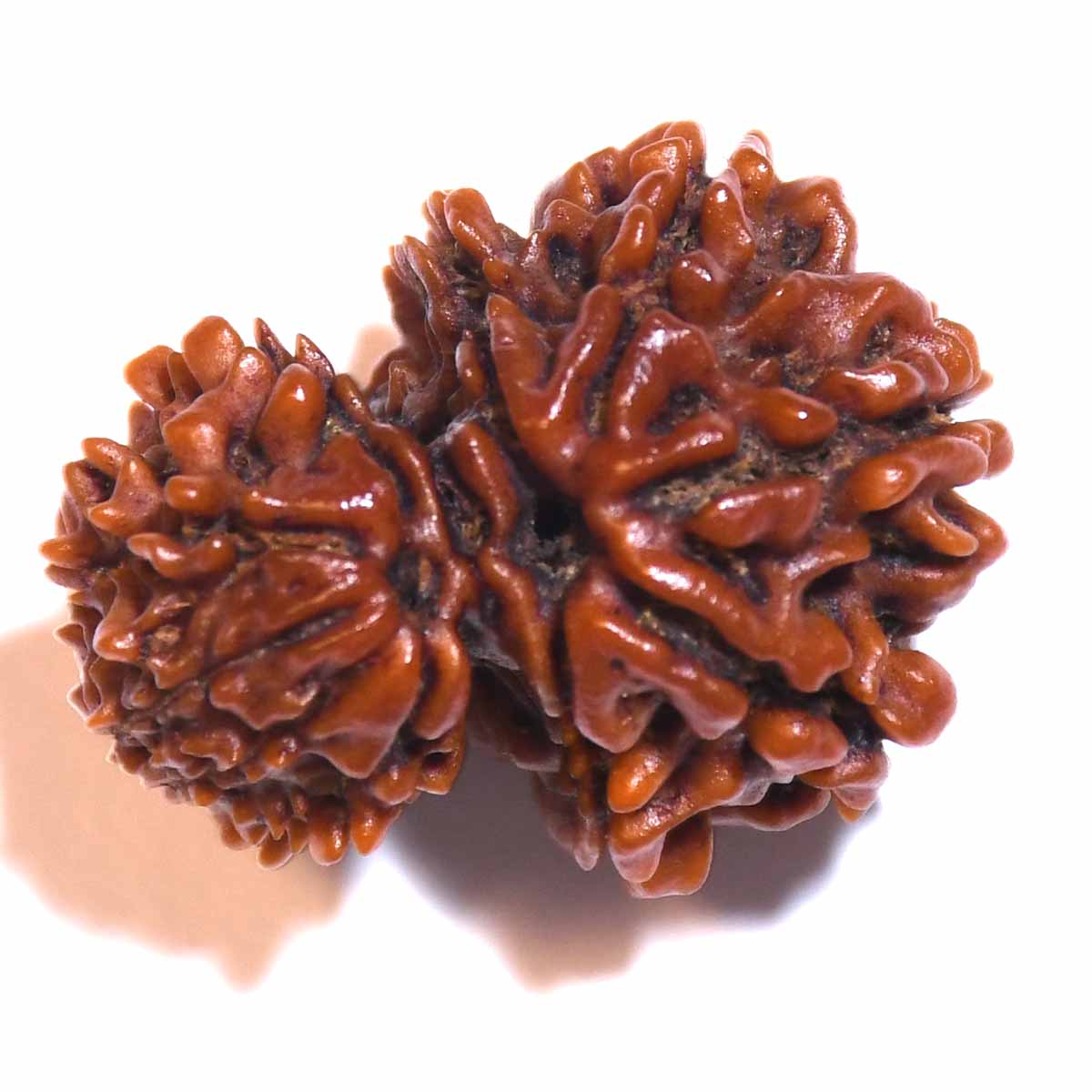 Natural Garbh Gauri Rudraksha