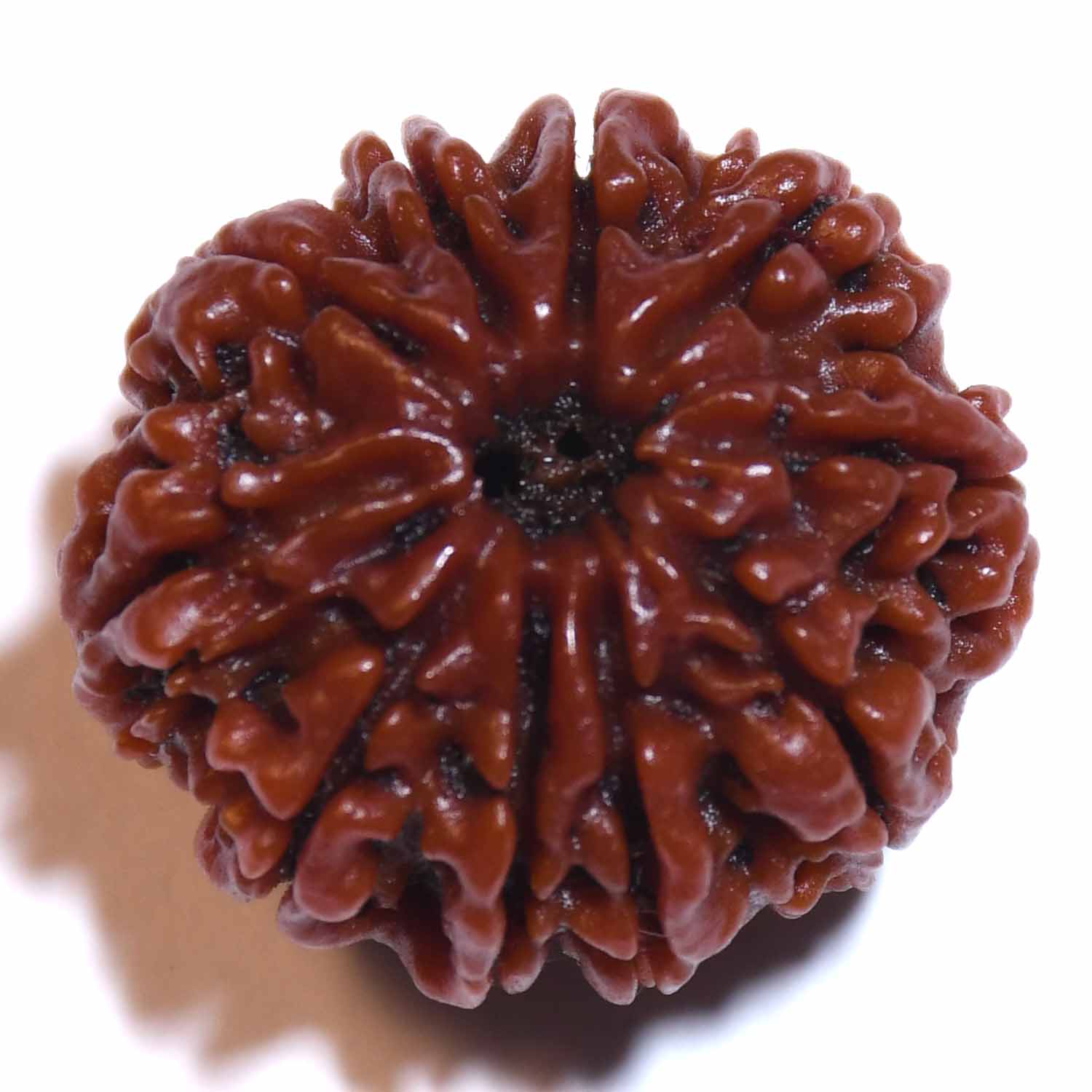 Natural 10 Mukhi/Faced Rudraksha