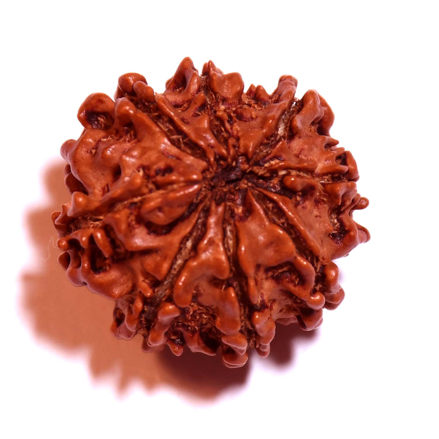 Natural 8 Mukhi/Faced Ganesh Rudraksha
