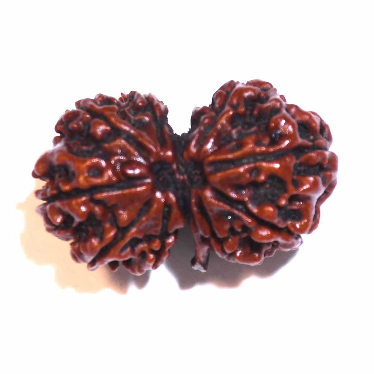 Natural Gauri Shankar Ganesh Rudraksha