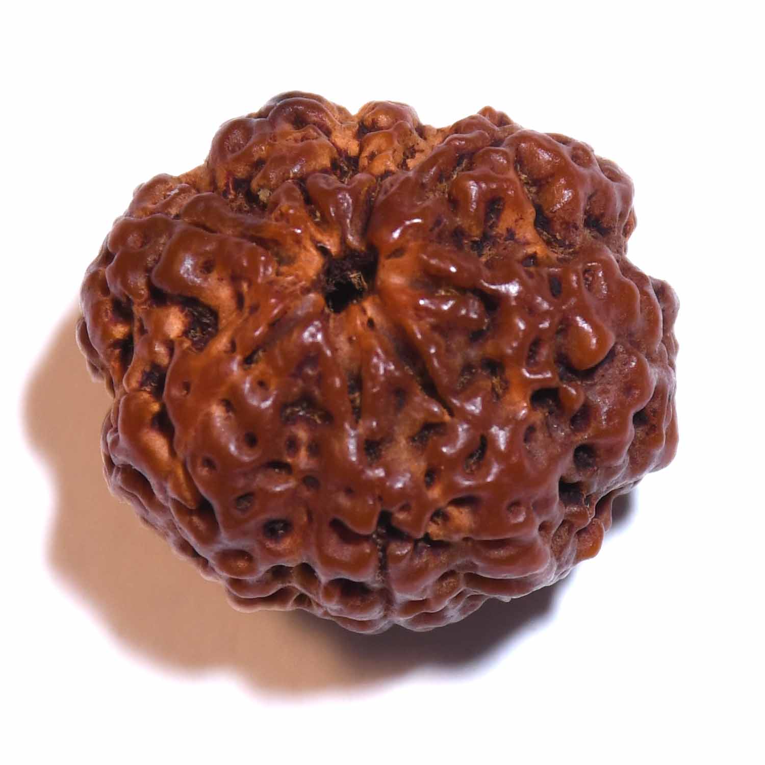 Natural 8 Mukhi/Faced Rudraksha