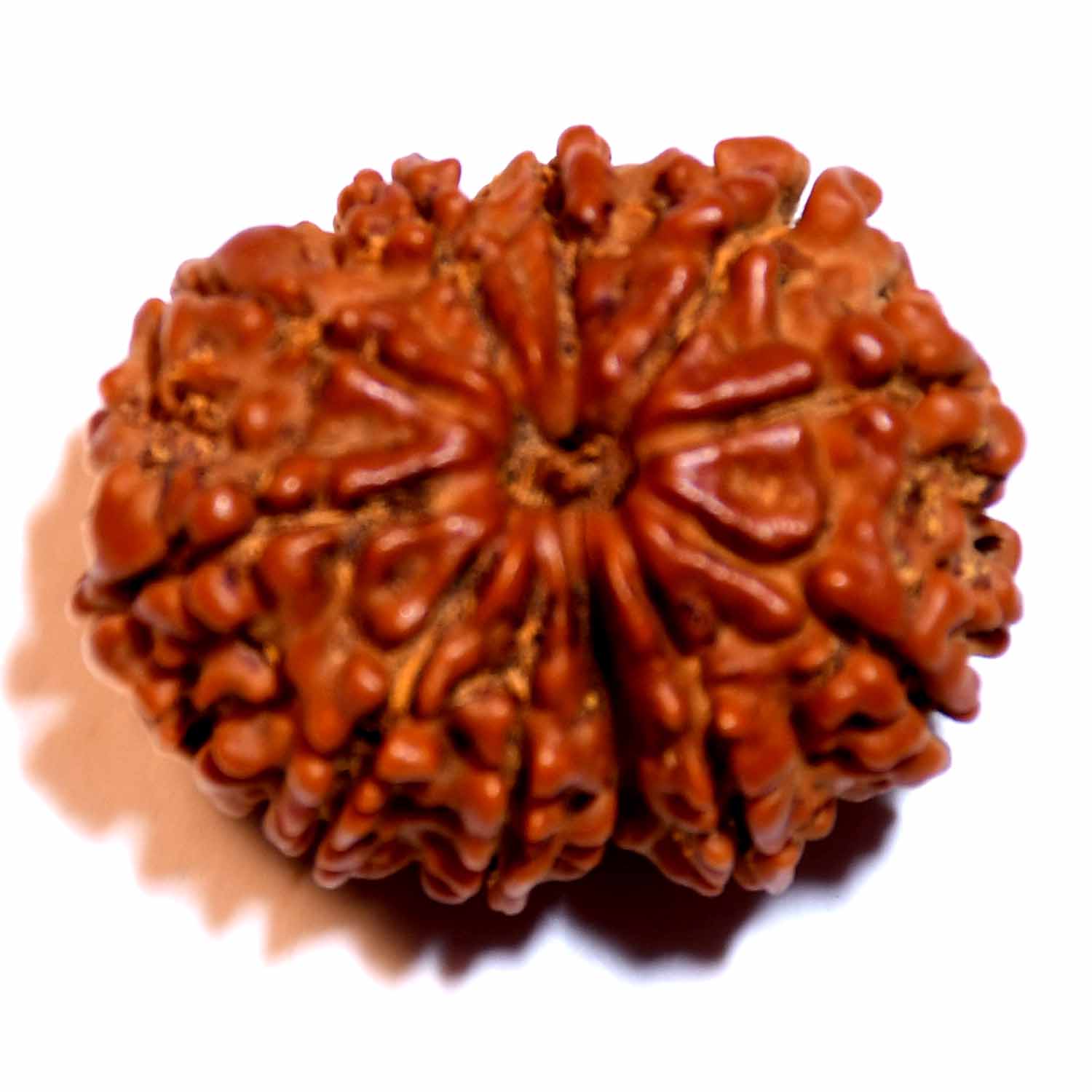 Natural 11 Mukhi/Faced Rudraksha