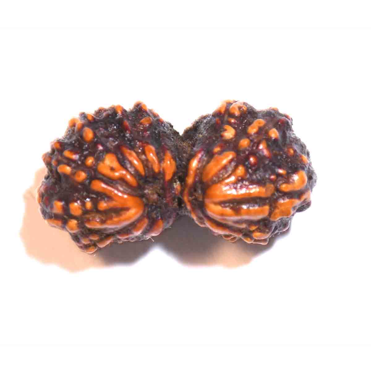Natural Gauri Shankar Rudraksha