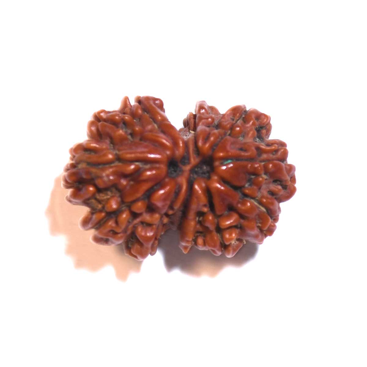 Natural Gauri Shankar Rudraksha