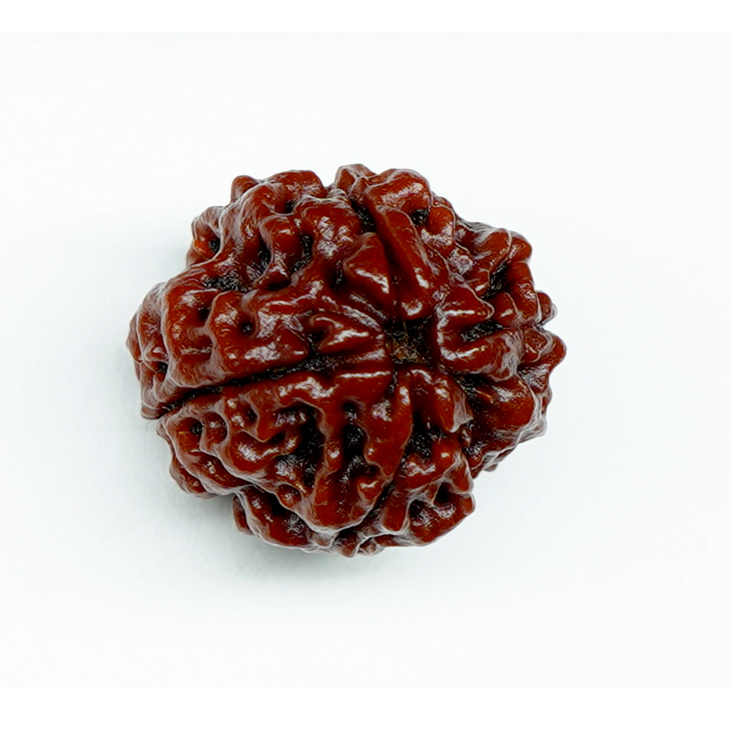 Natural 4 Mukhi/Faced Rudraksha