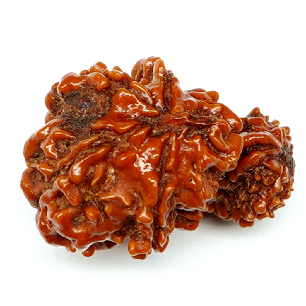 Natural Garbh Gauri Ganesh Rudraksha