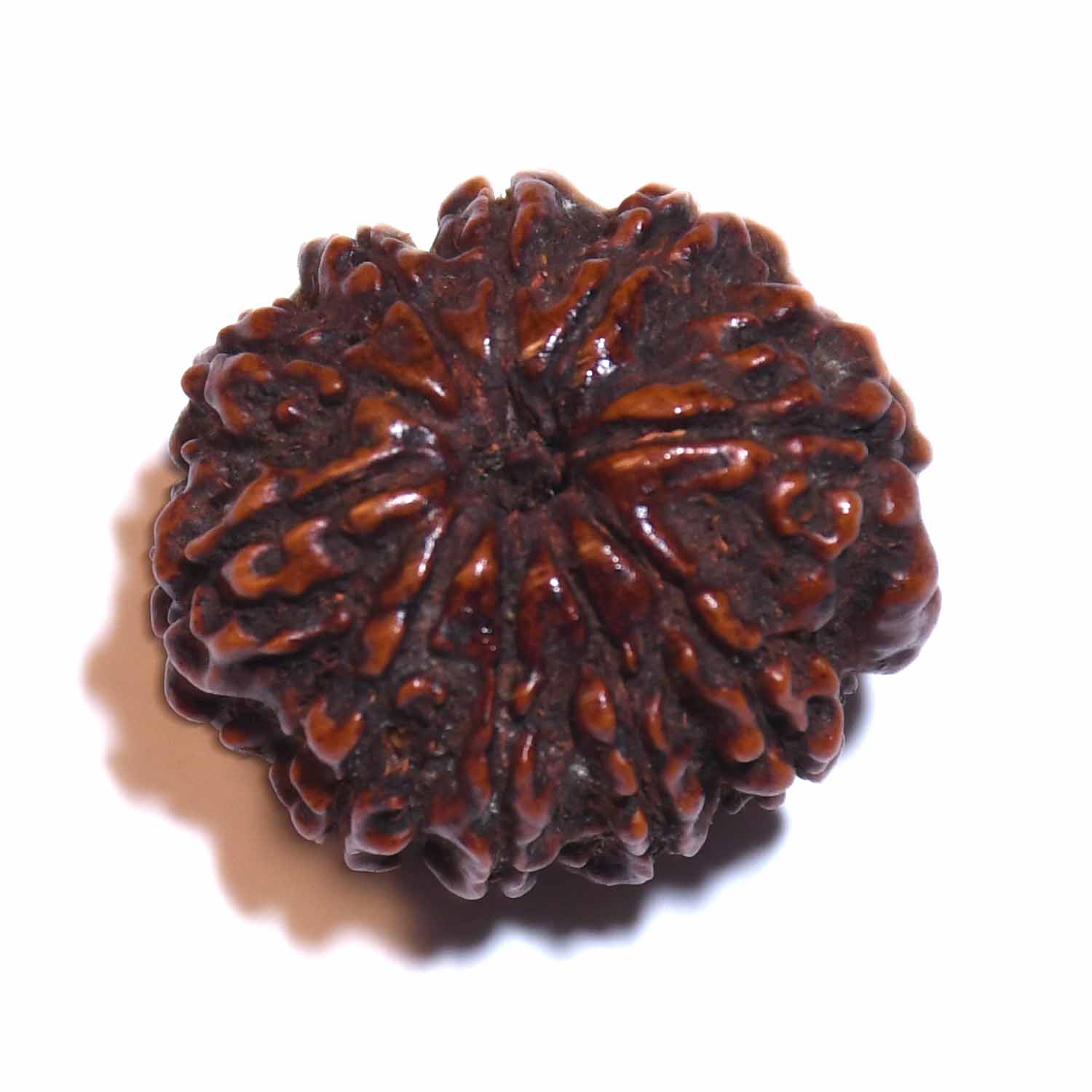 Natural 10 Mukhi/Faced Rudraksha