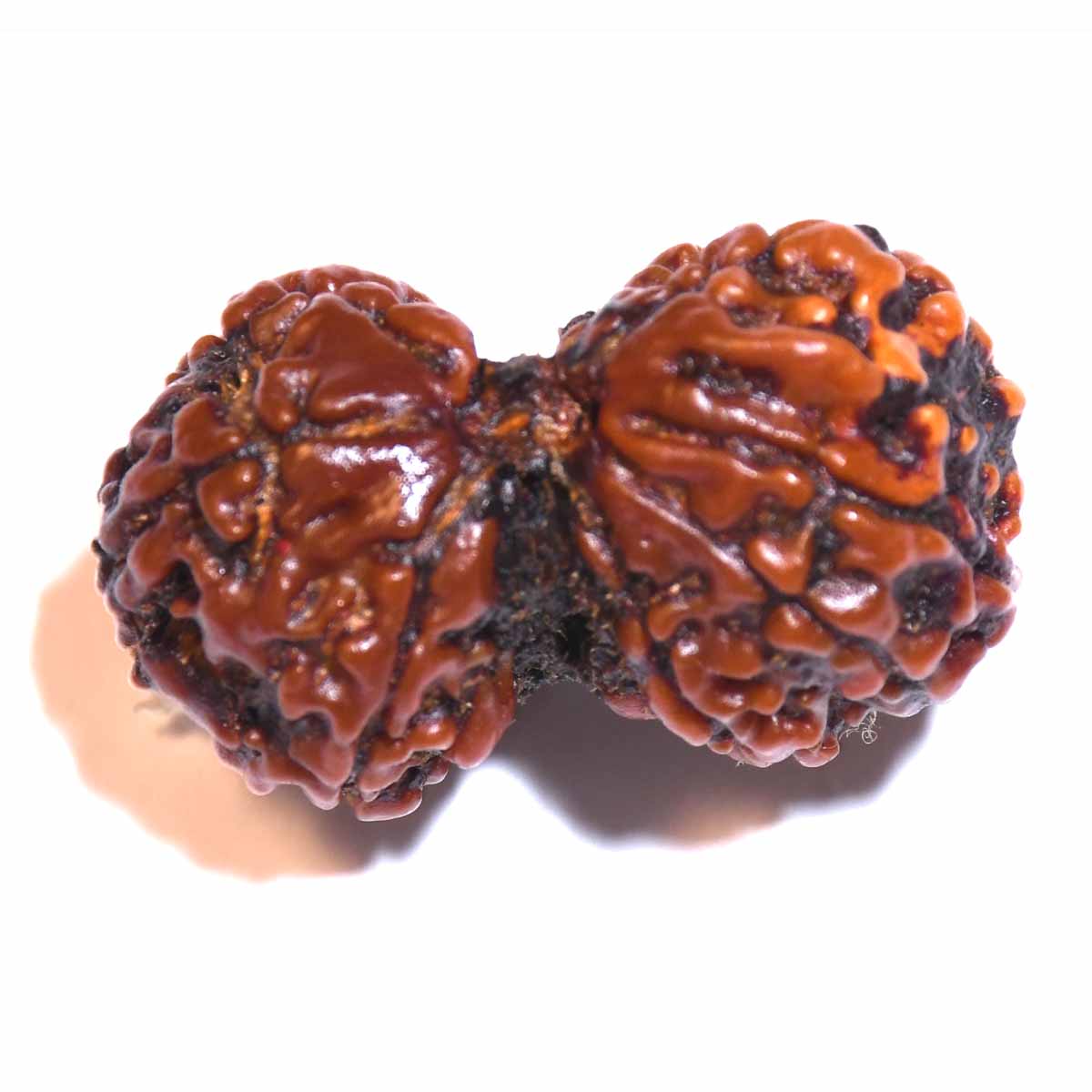 Natural Gauri Shankar Ganesh Rudraksha