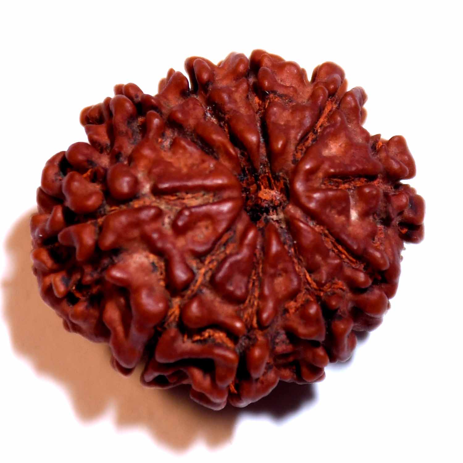 Natural 10 Mukhi/Faced Rudraksha
