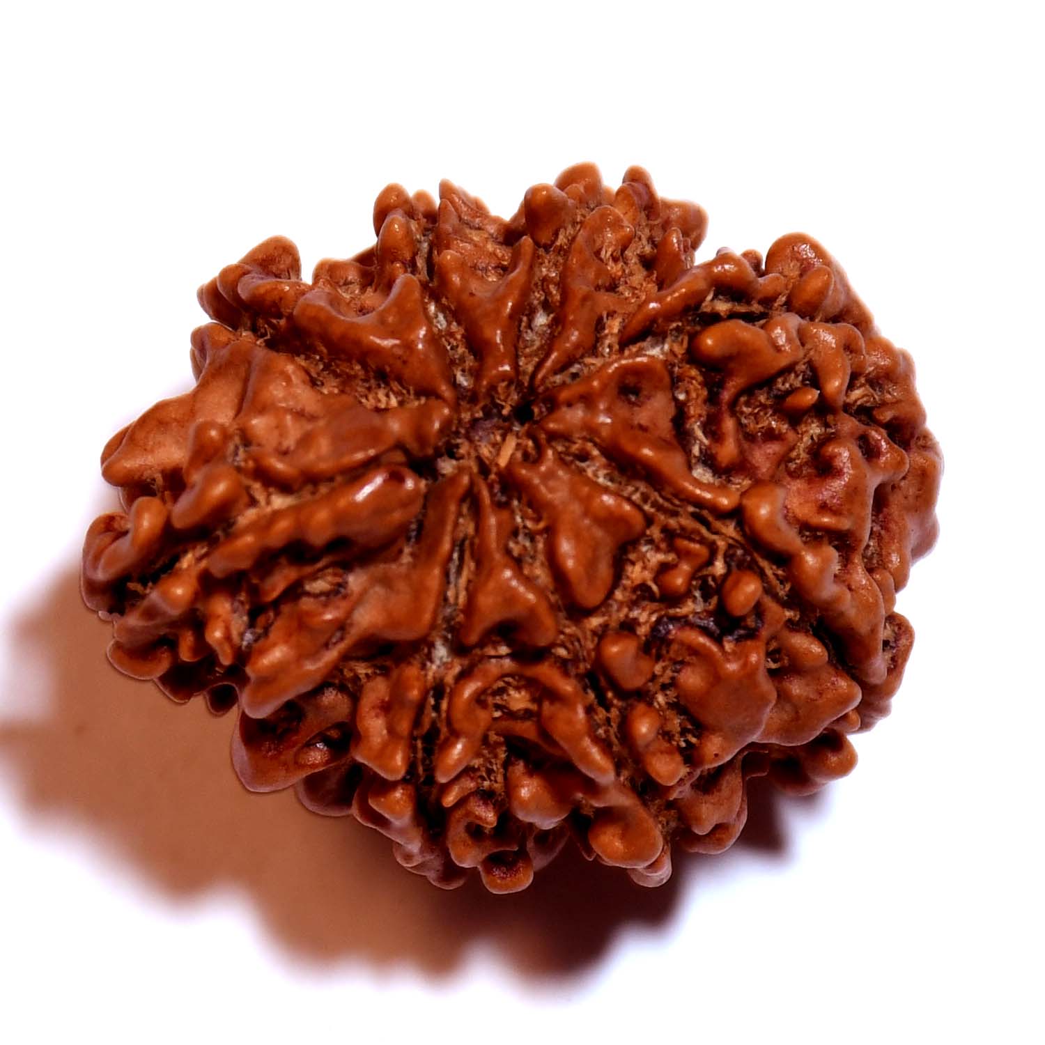 Natural 8 Mukhi/Faced Ganesh Rudraksha