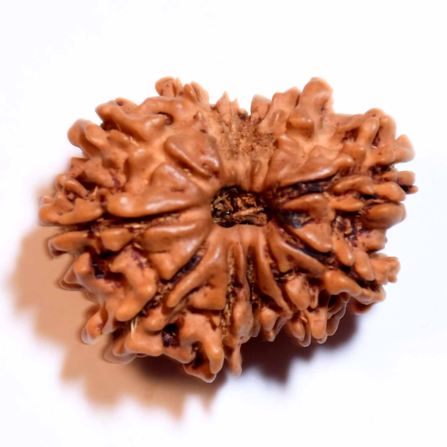 Natural 12 Mukhi/Faced Rudraksha
