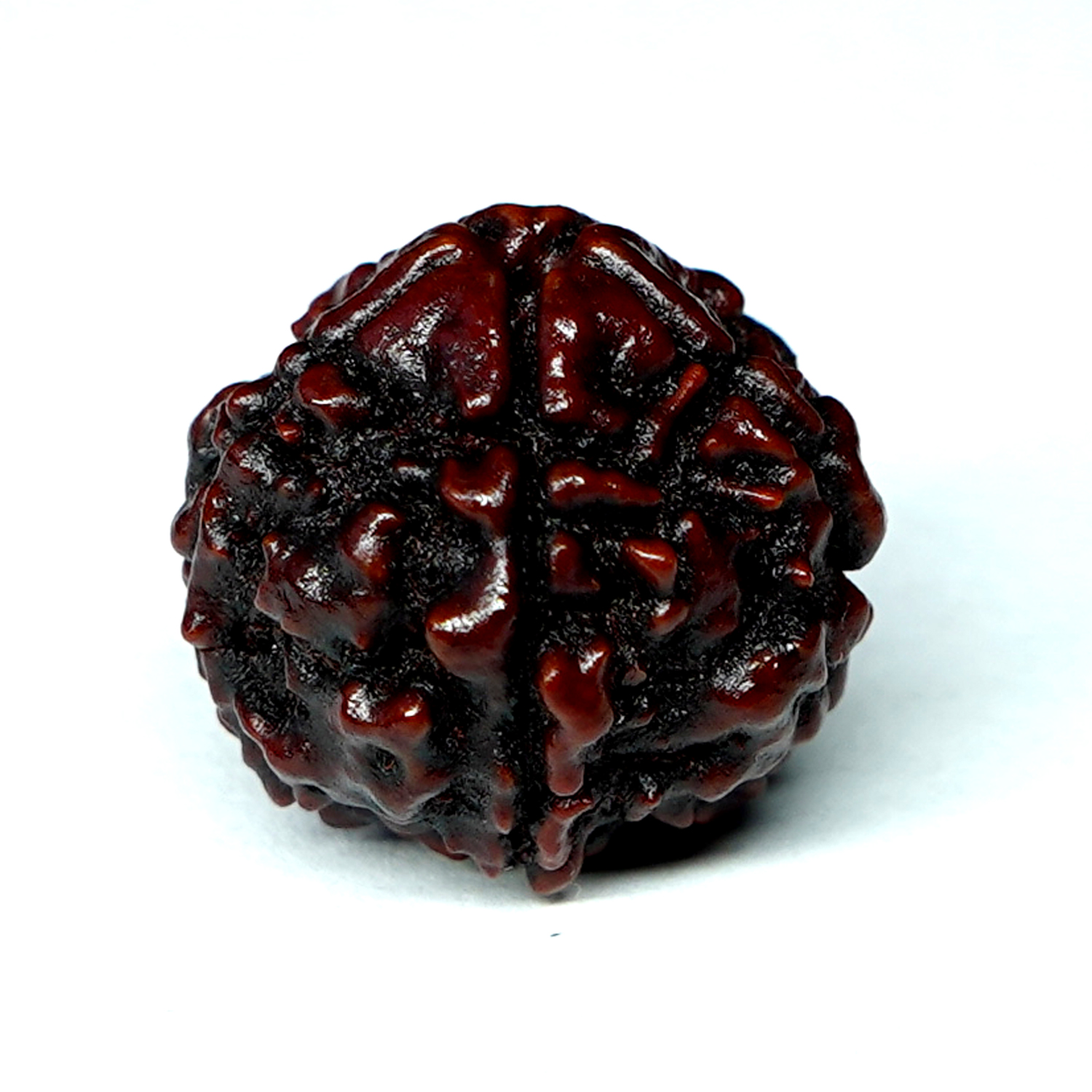 Natural 5 Mukhi/Faced Rudraksha