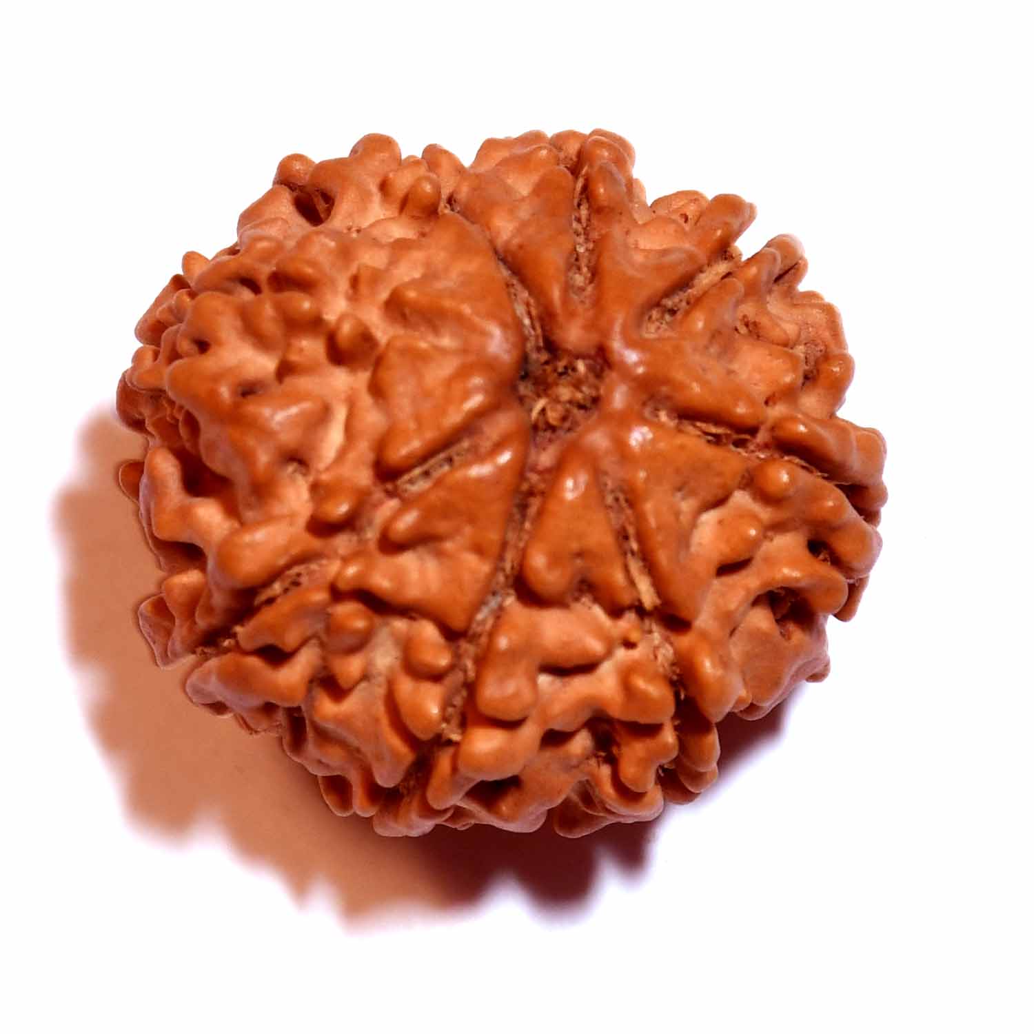 Natural 8 Mukhi/Faced Rudraksha