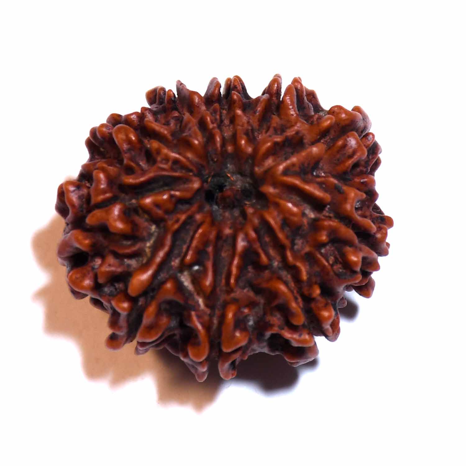 Natural 10 Mukhi/Faced Rudraksha