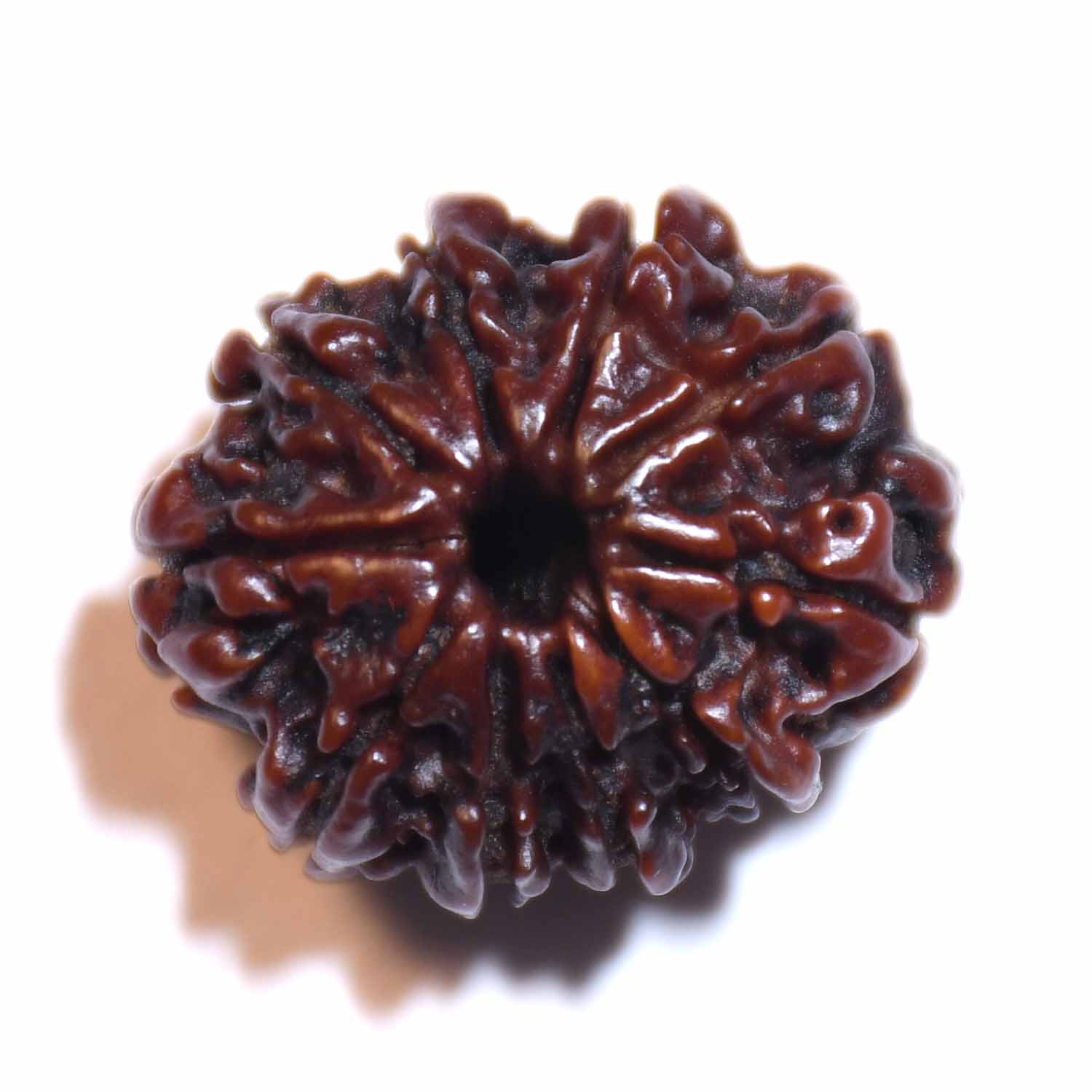 Natural 10 Mukhi/Faced Ganesh Rudraksha