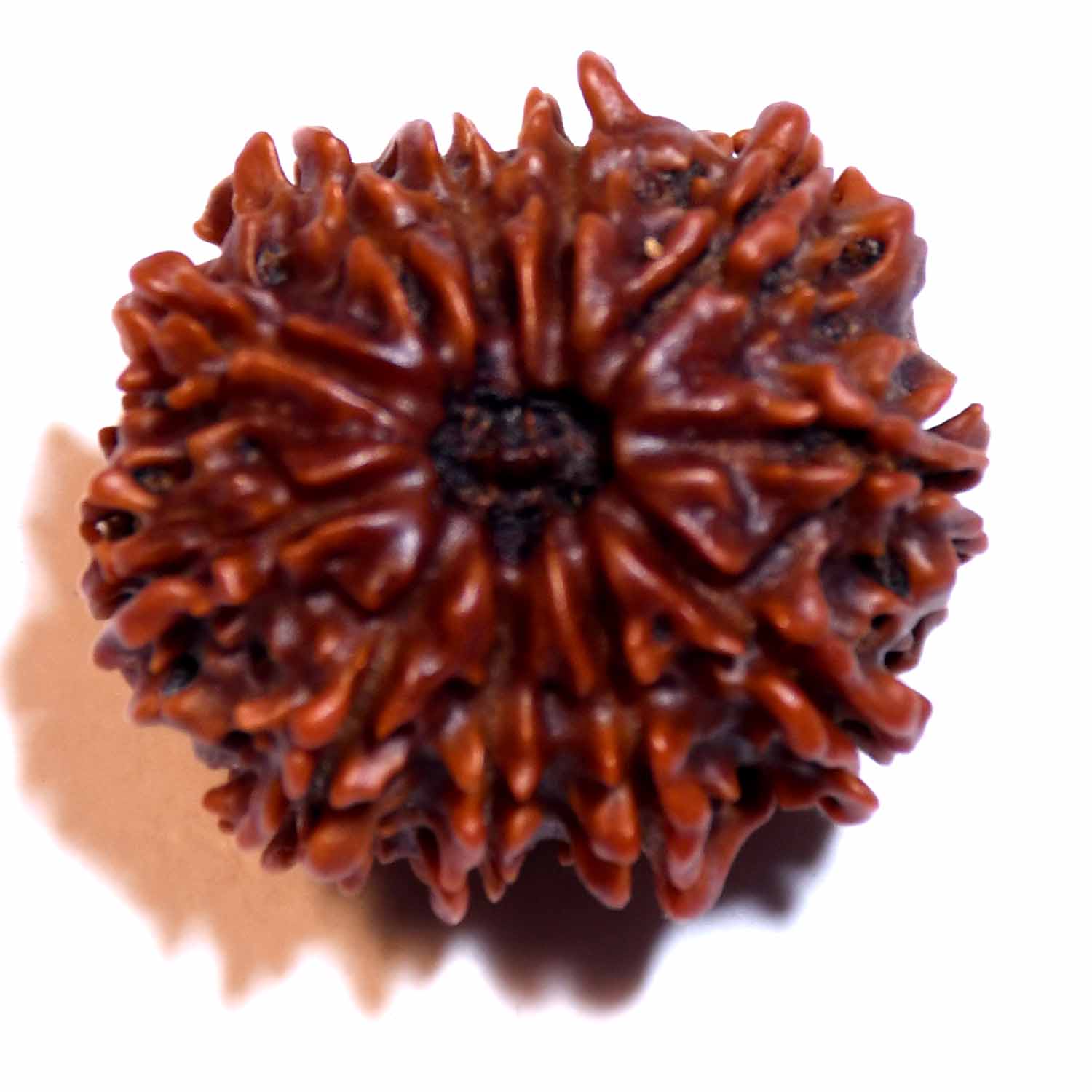 Natural 11 Mukhi/Faced Rudraksha
