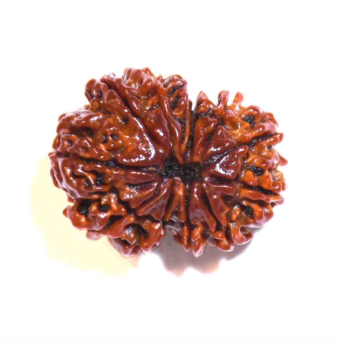 Natural Gauri Shankar Rudraksha