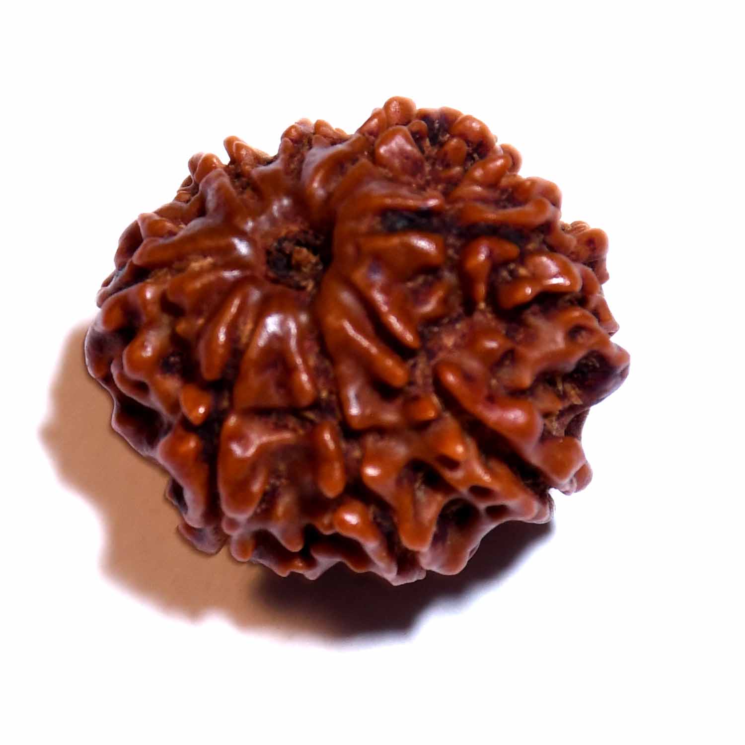 Natural 8 Mukhi/Faced Rudraksha