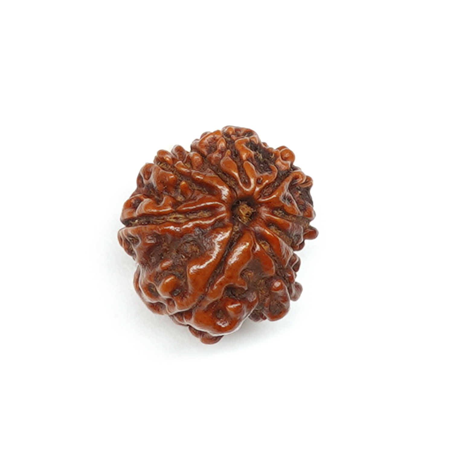 Natural 9 Mukhi/Faced Ganesh Rudraksha