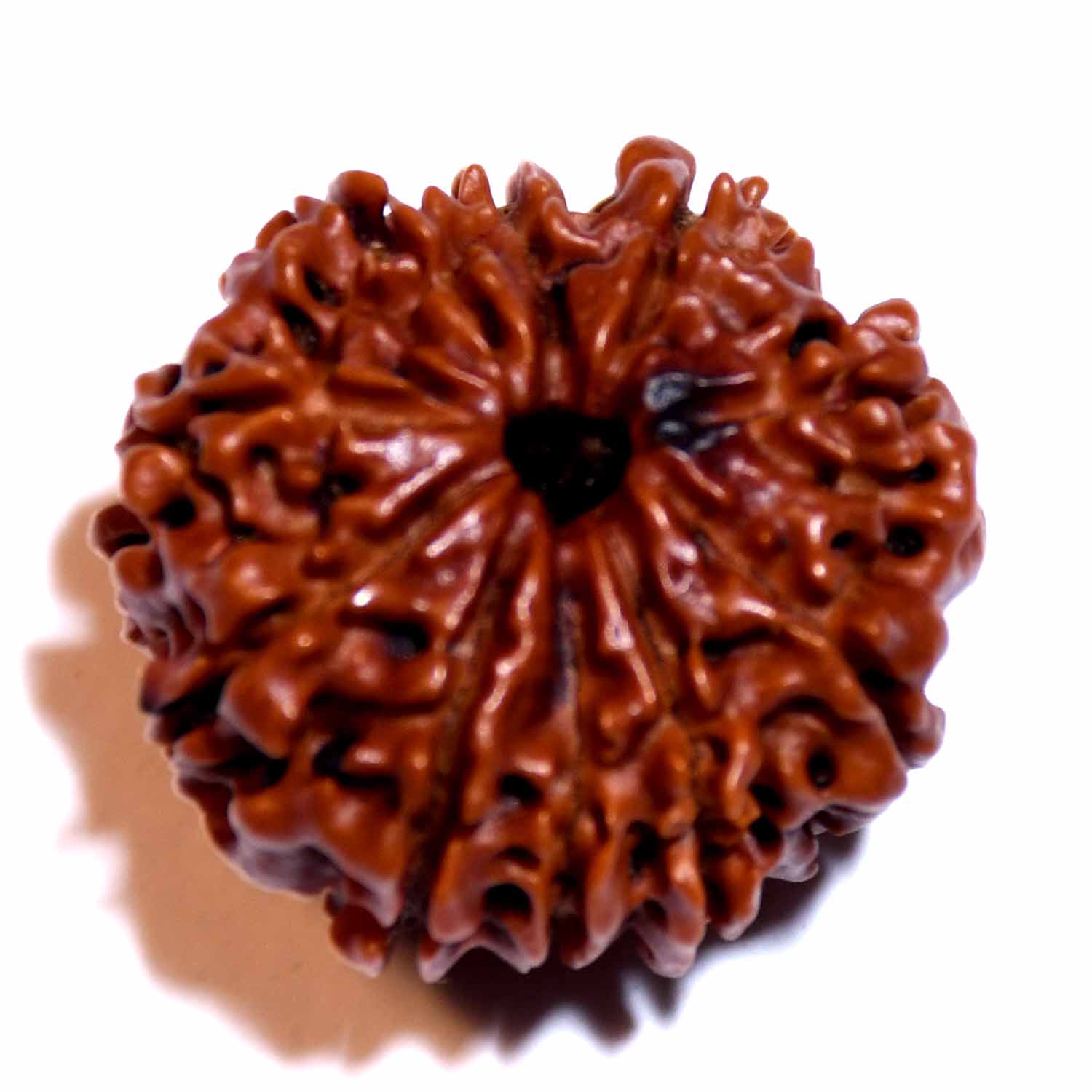 Natural 10  Mukhi/Faced Ganesh Rudraksha