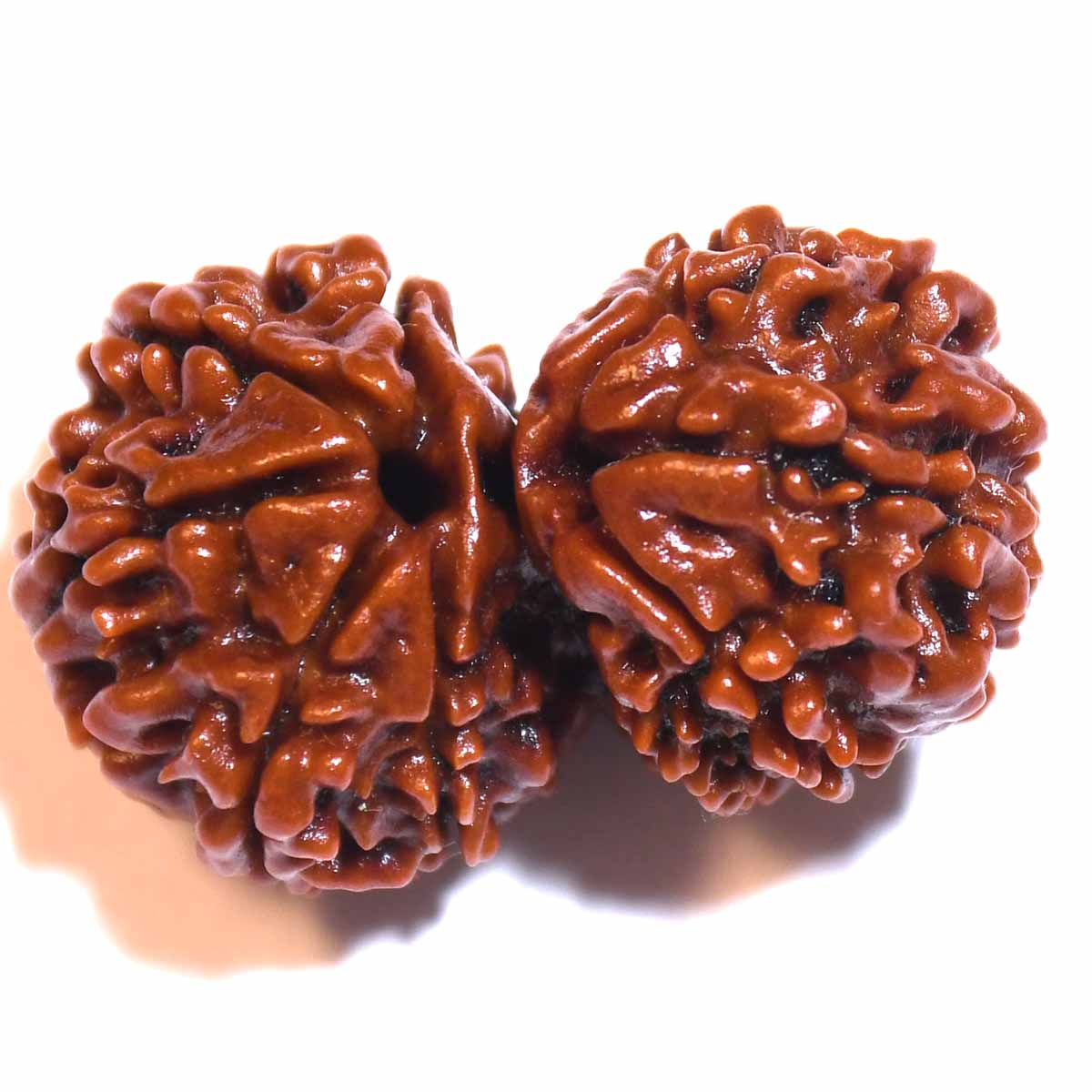 Natural Gauri Shankar Ganesh Rudraksha