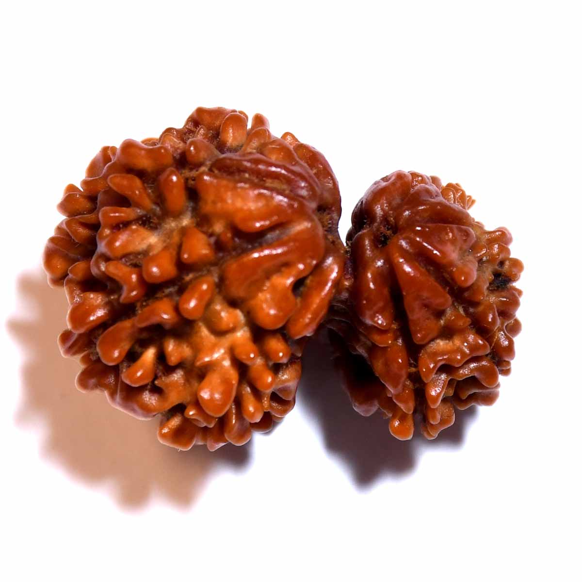 Natural Garbh Gauri Rudraksha