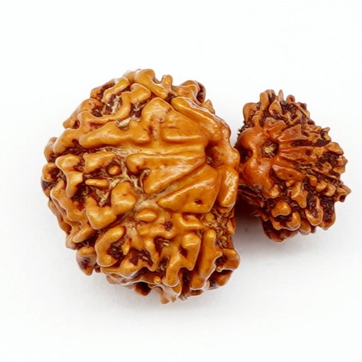 Natural Garbh Gauri Ganesh Rudraksha