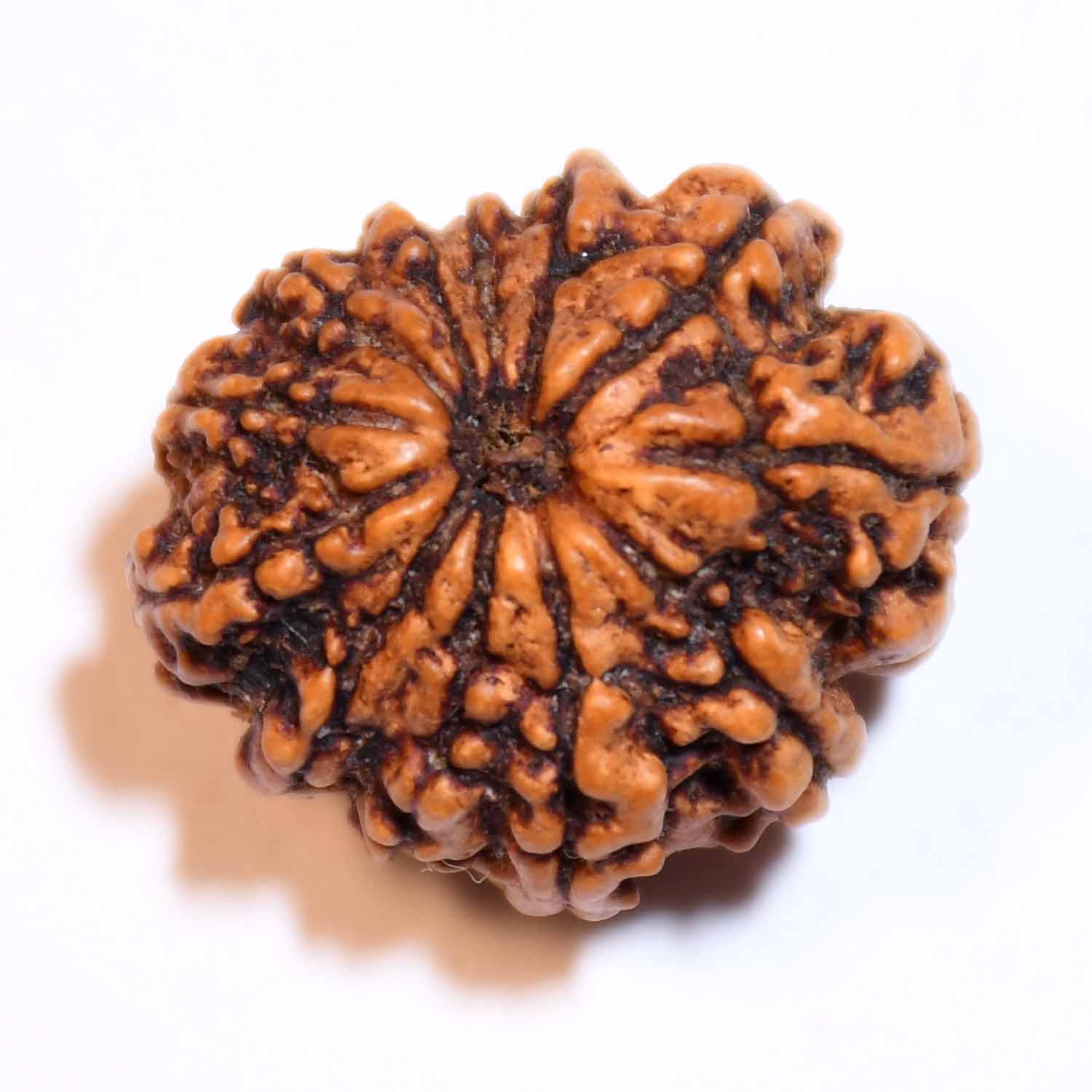Natural 12 Mukhi/Faced Rudraksha