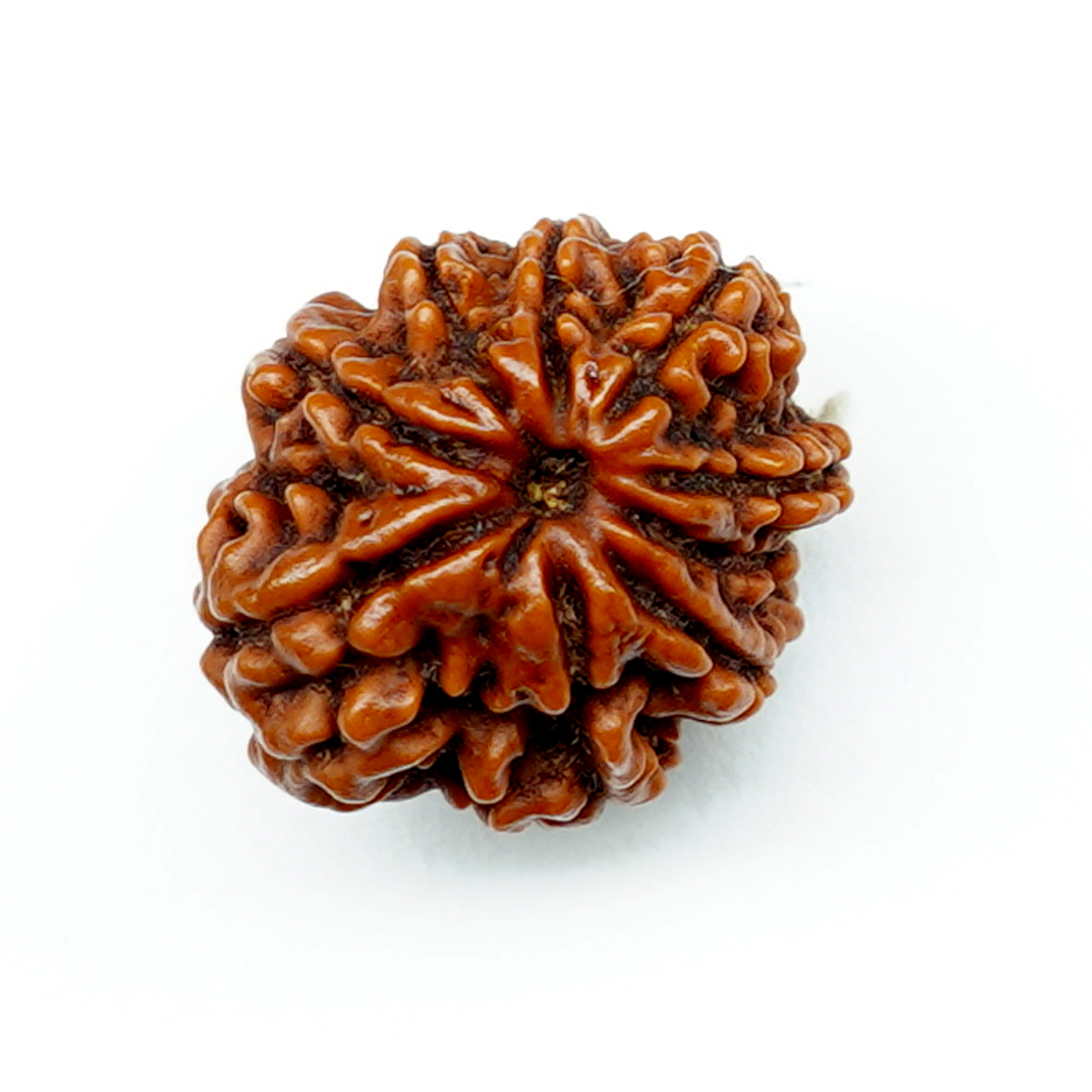 Natural 9 Mukhi/Faced Rudraksha