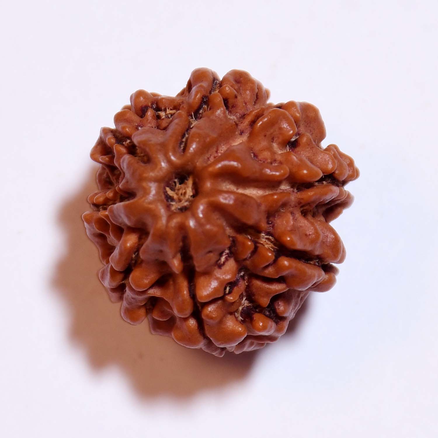 Natural 8 Mukhi/Faced Rudraksha