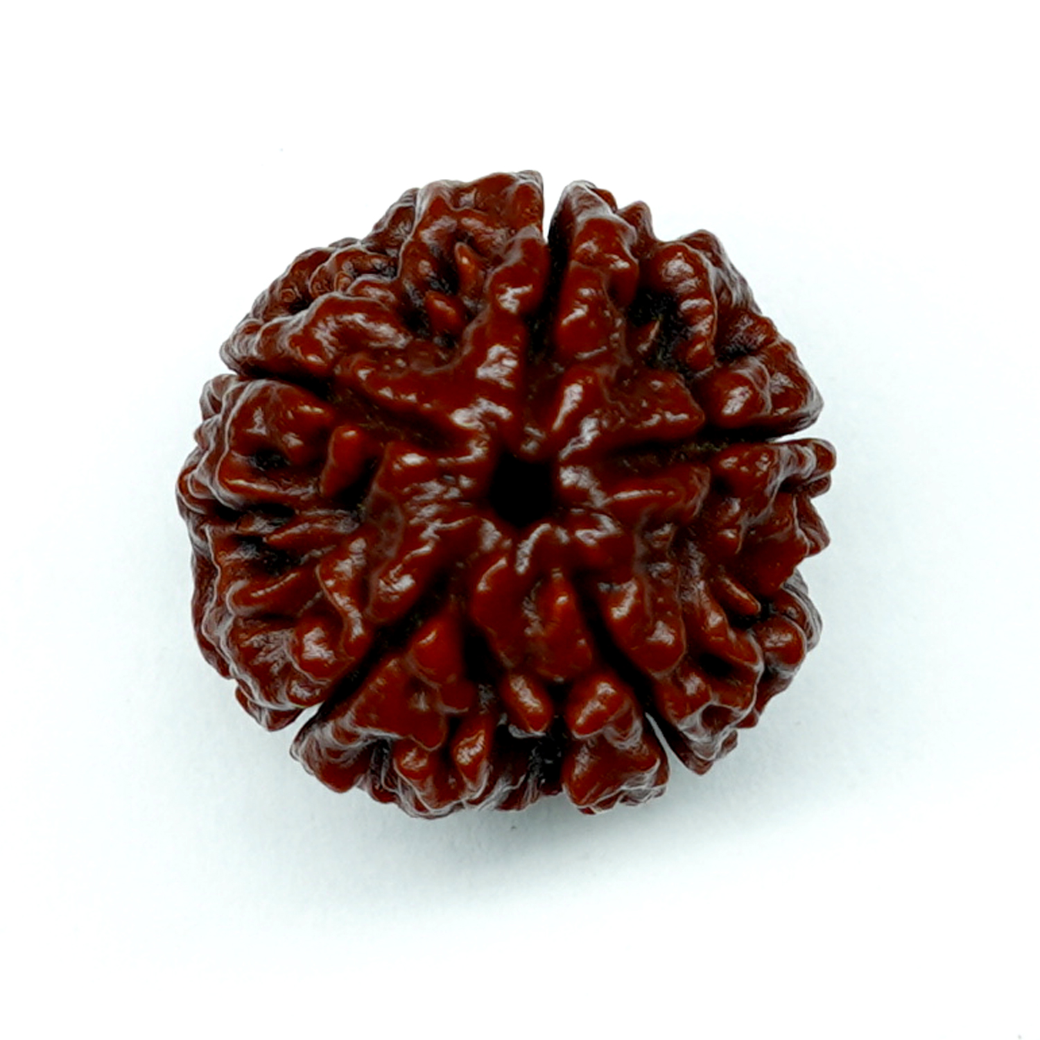 Natural 5 Mukhi/Faced Rudraksha