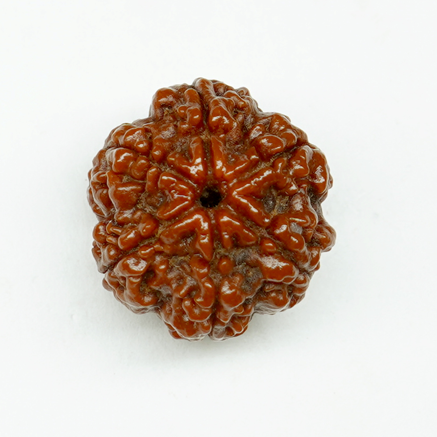 Natural 6 Mukhi/Faced Rudraksha