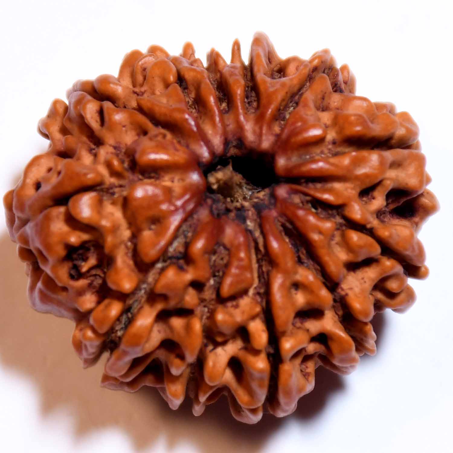 Natural 12 Mukhi/Faced Rudraksha