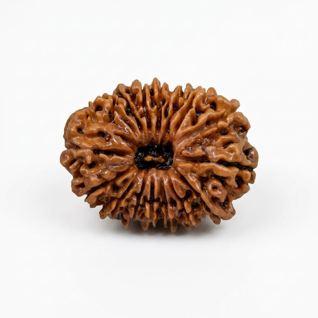 Natural 16 Mukhi/Faced Rudraksha