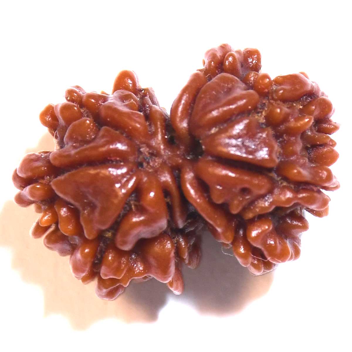 Natural Gauri Shankar Rudraksha