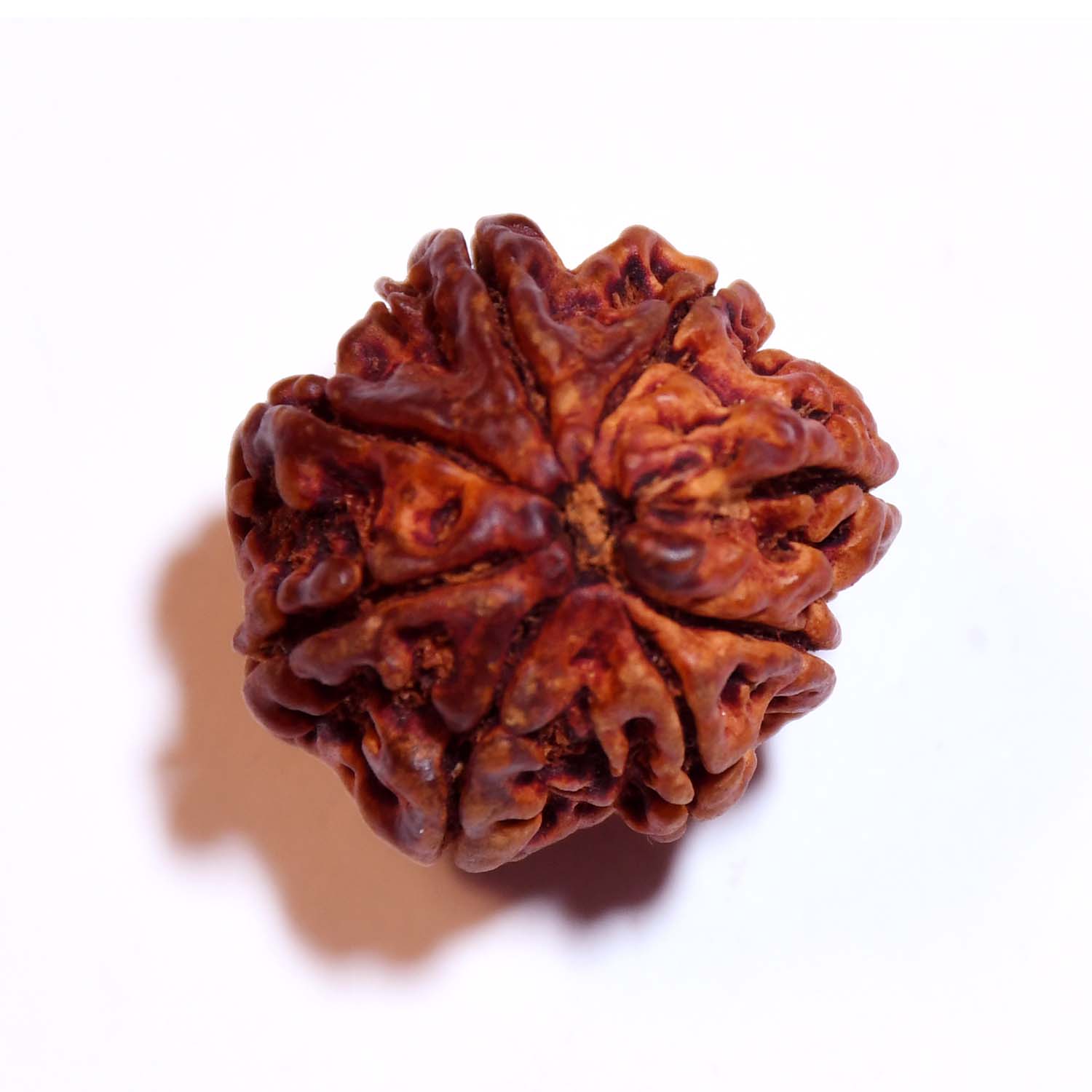 Natural 8 Mukhi/Faced Ganesh Rudraksha