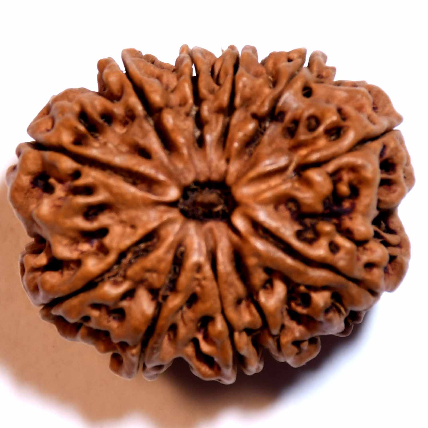 Natural 11 Mukhi/Faced Rudraksha