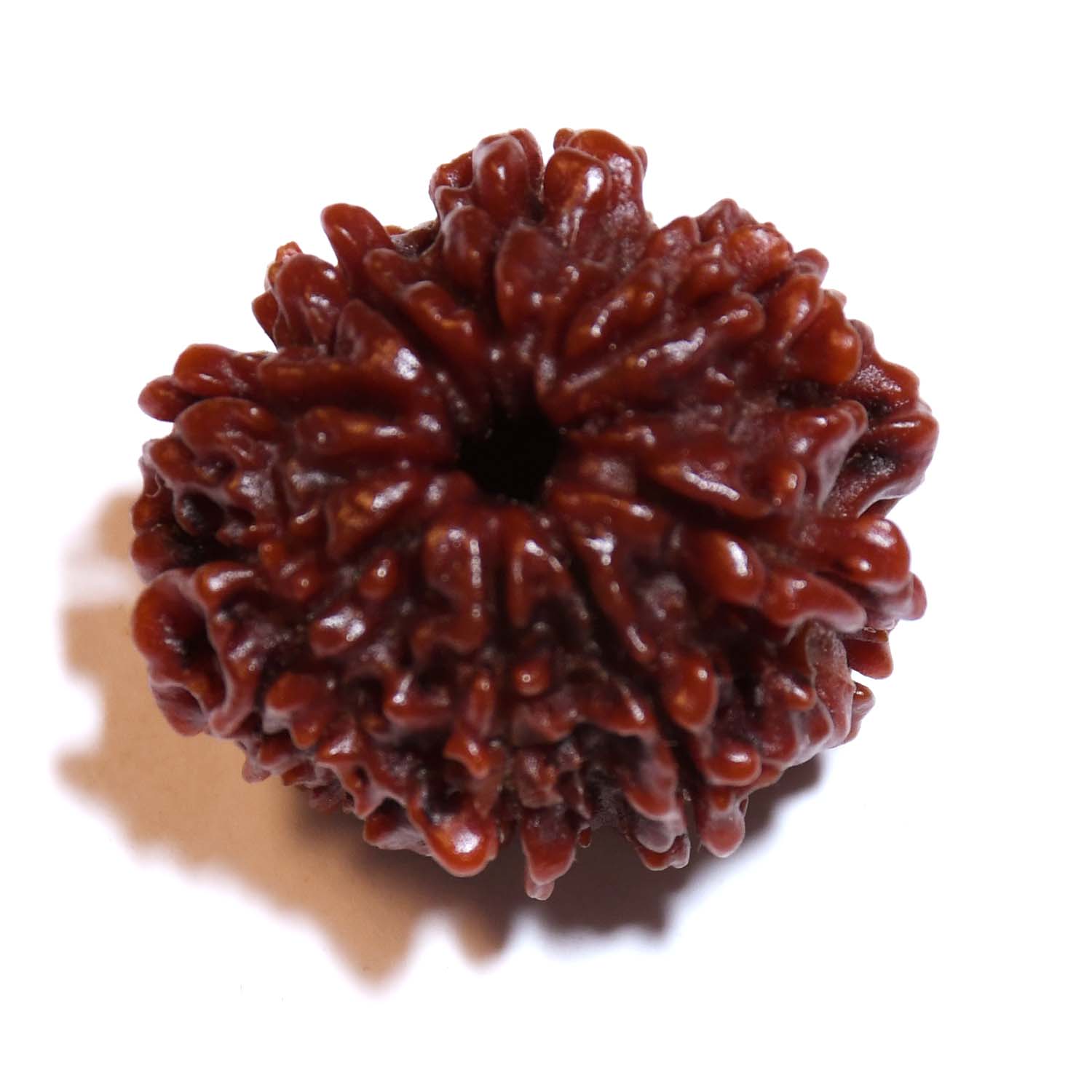 Natural 8 Mukhi/Faced Rudraksha